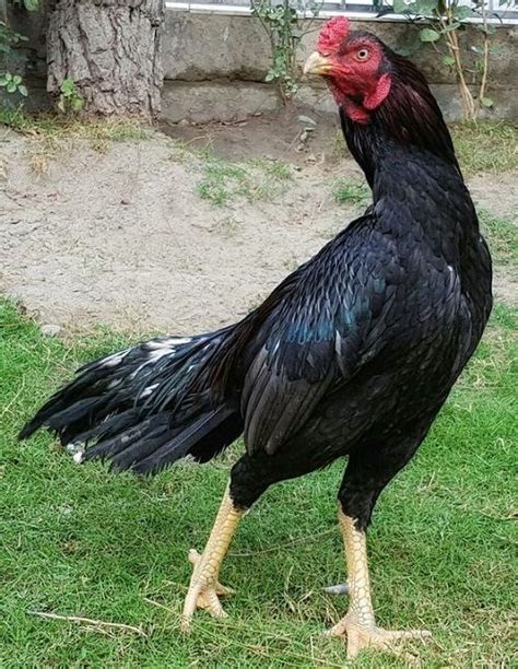 gallo gallina de pelea negro